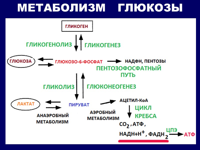 МЕТАБОЛИЗМ   ГЛЮКОЗЫ